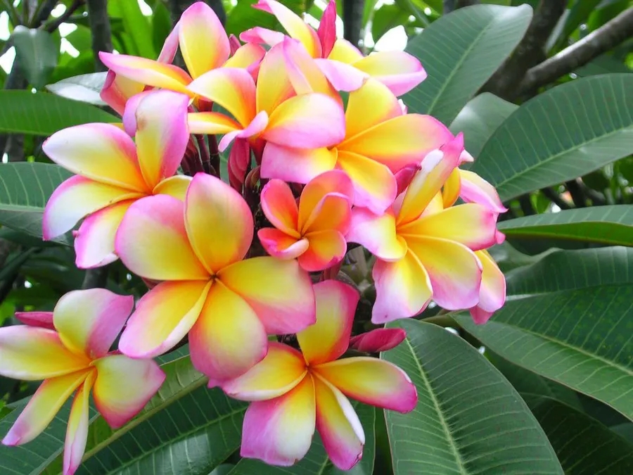 https://svetlikanje.si/plumerija ali frangipani.jpg
